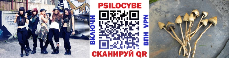 Купить где  Зубцов  Галлюциногенные грибы Psilocybe 